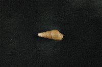 藏品(網蜷)的圖片